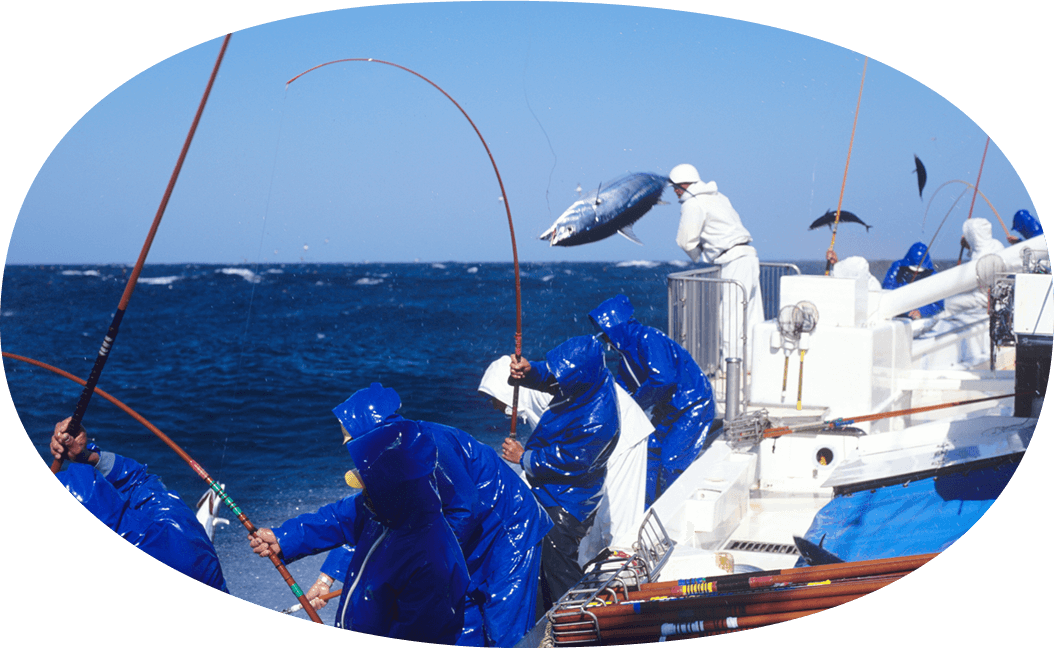 伝統漁法一本釣り